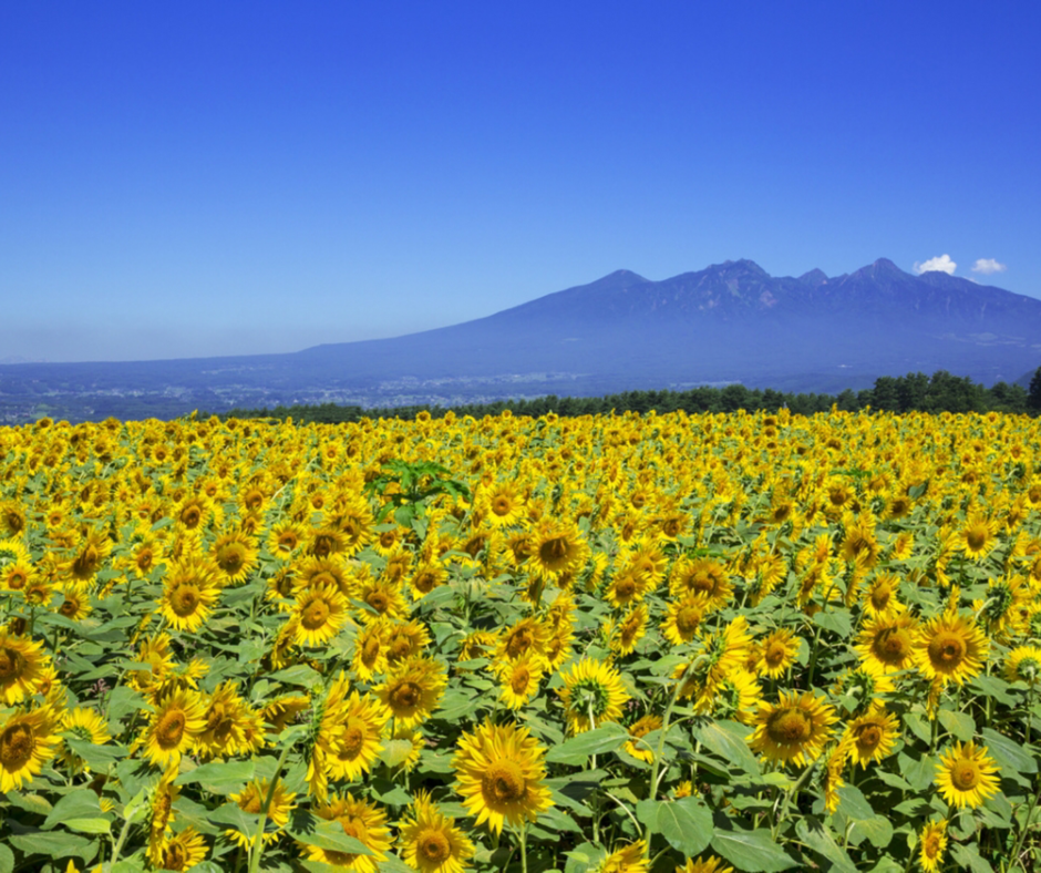 ITINERARIO “LA MAREMMA”